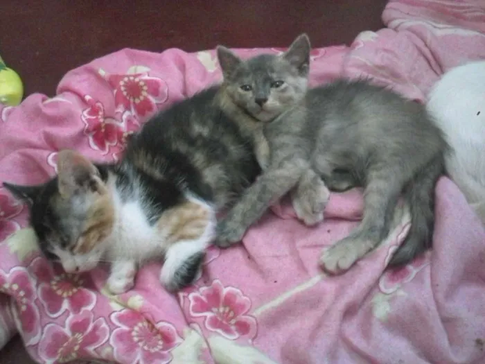 Gato ra a sem raça  idade 2 a 6 meses nome varios