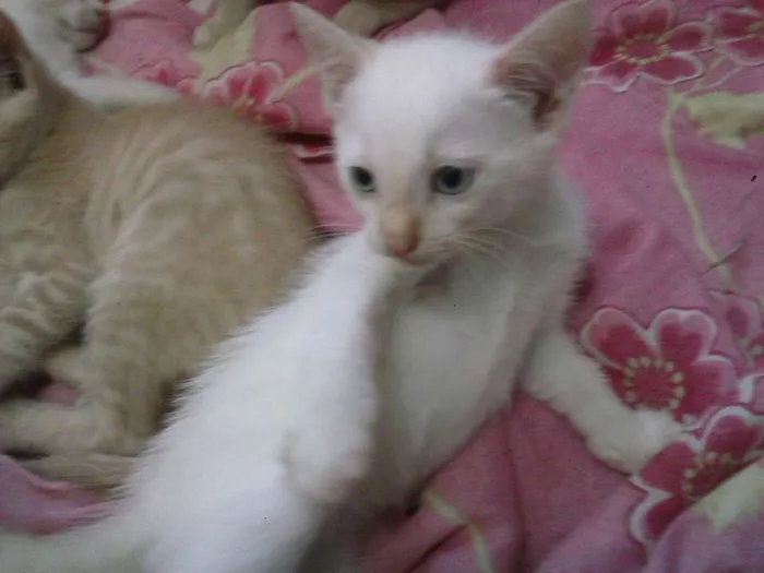 Gato ra a sem raça  idade 2 a 6 meses nome varios