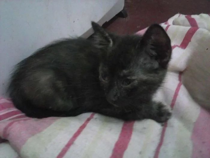 Gato ra a sem raça  idade 2 a 6 meses nome varios