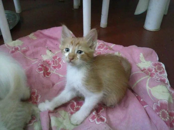 Gato ra a sem raça  idade 2 a 6 meses nome varios