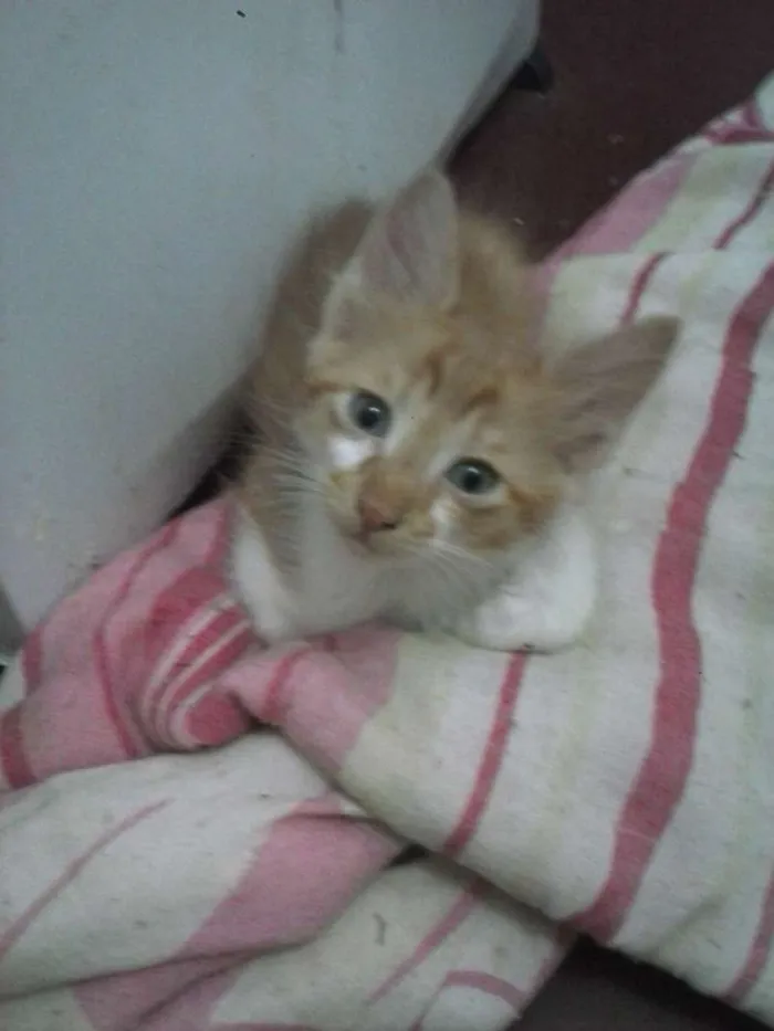 Gato ra a sem raça  idade 2 a 6 meses nome varios