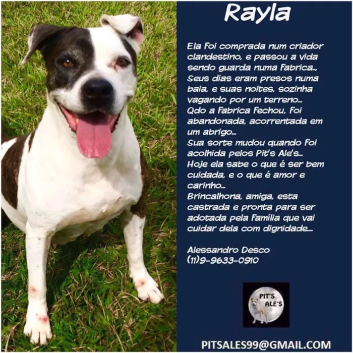 Cachorro ra a Pit-Bull idade 3 anos nome RAYLA