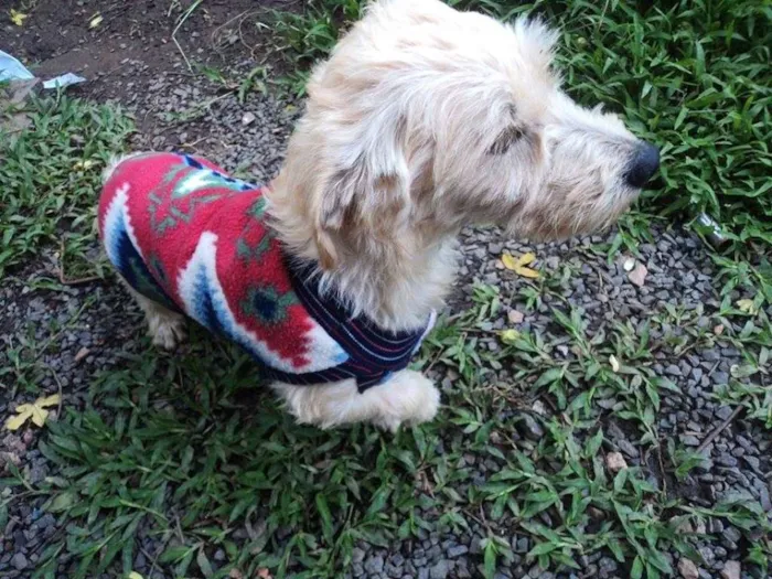 Cachorro ra a SRD idade 1 ano nome Branco