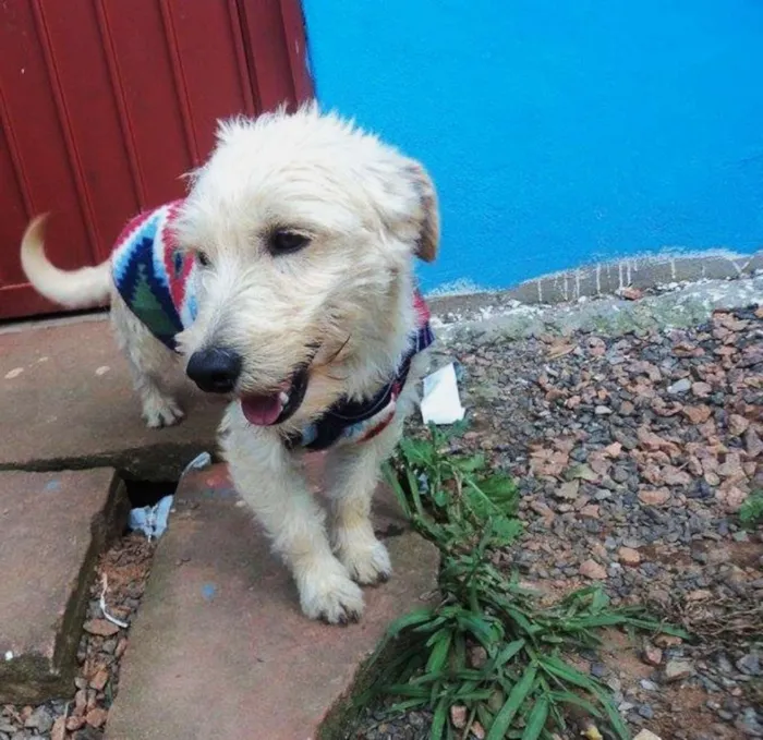 Cachorro ra a SRD idade 1 ano nome Branco
