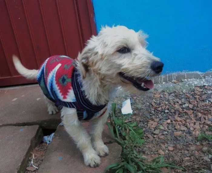 Cachorro ra a SRD idade 1 ano nome Branco