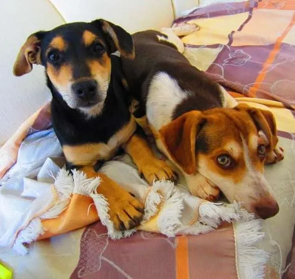 Cachorro ra a SRD idade  nome Babel