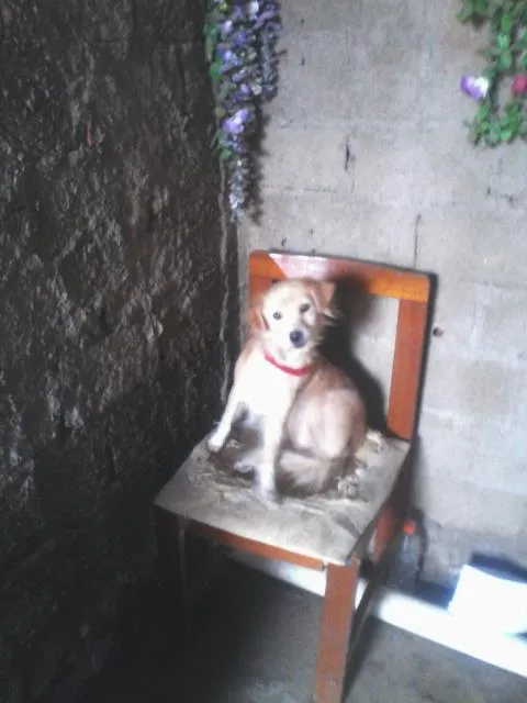 Cachorro ra a não conheco idade 5 anos nome mel