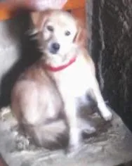 Cachorro raça não conheco idade 5 anos nome mel