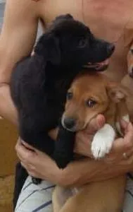 Cachorro ra a vira lata idade 2 a 6 meses nome lindas