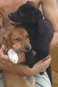 Cachorro ra a vira lata idade 2 a 6 meses nome lindas