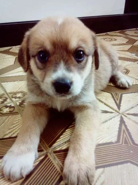 Cachorro ra a idade Abaixo de 2 meses nome Bob