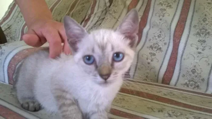 Gato ra a SRD idade 2 a 6 meses nome Sem nome (Cajuzinho)