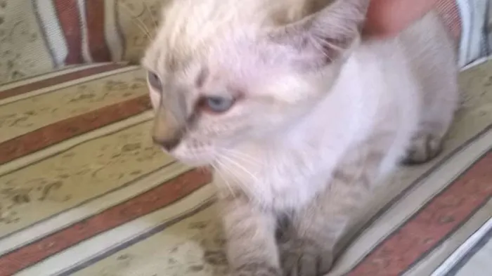 Gato ra a SRD idade 2 a 6 meses nome Sem nome (Cajuzinho)