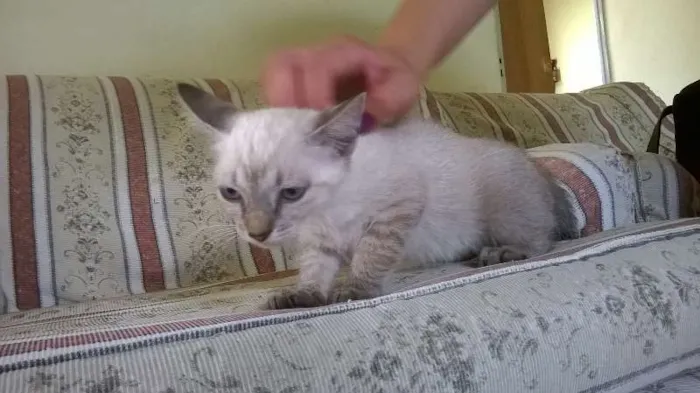 Gato ra a SRD idade 2 a 6 meses nome Sem nome (Cajuzinho)