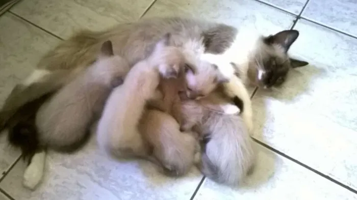 Gato ra a SRD idade Abaixo de 2 meses nome Sem nome
