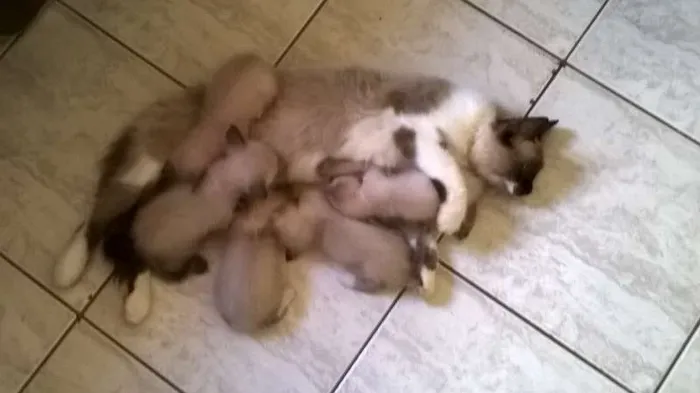 Gato ra a SRD idade Abaixo de 2 meses nome Sem nome