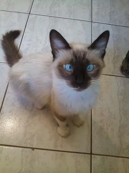 Gato ra a SRD idade Abaixo de 2 meses nome Sem nome