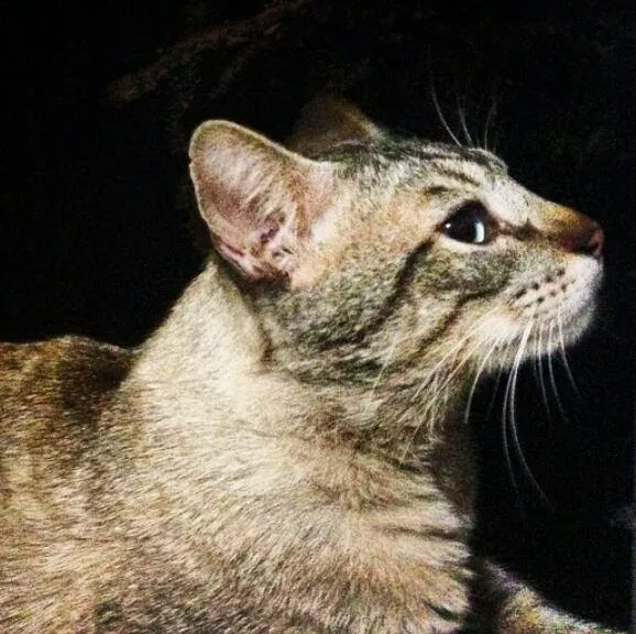 Gato ra a SRD idade Abaixo de 2 meses nome Sem nome