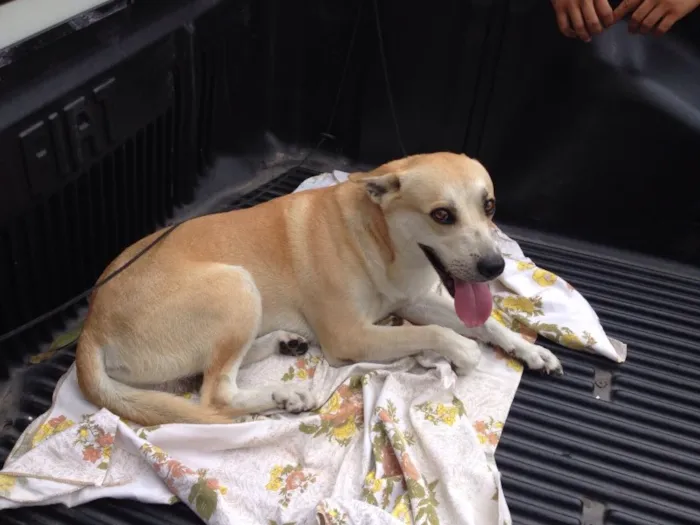 Cachorro ra a SRD idade 3 anos nome LUCKY