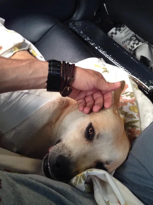 Cachorro ra a SRD idade 3 anos nome LUCKY