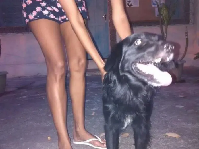 Cachorro ra a SRD idade 1 ano nome Veludo