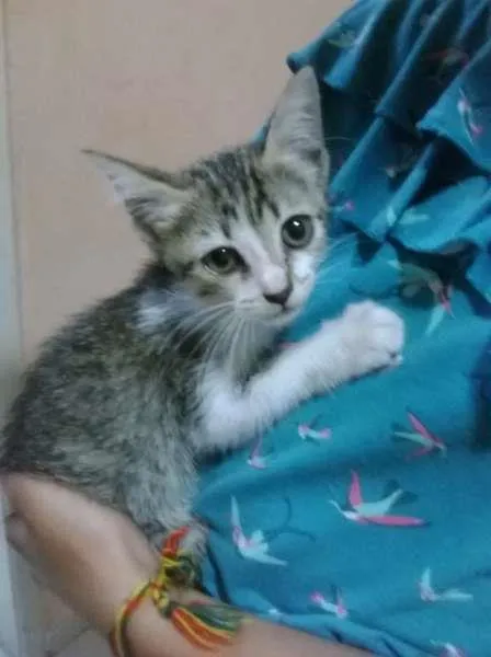 Gato raça Vira lata idade 2 a 6 meses nome Nina