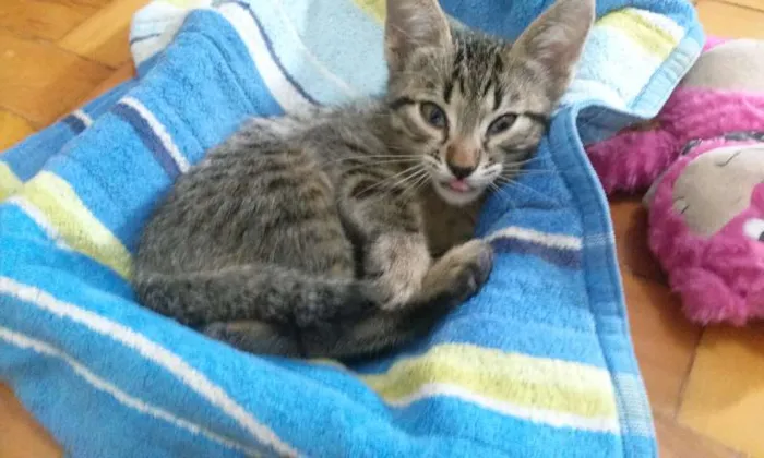 Gato ra a Desconhecida idade Abaixo de 2 meses nome Sam