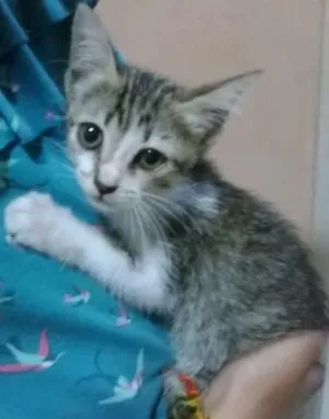 Gato raça Vira lata idade 2 a 6 meses nome Nina