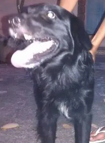 Cachorro ra a SRD idade 1 ano nome Veludo