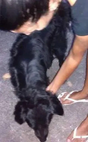 Cachorro ra a SRD idade 1 ano nome Veludo
