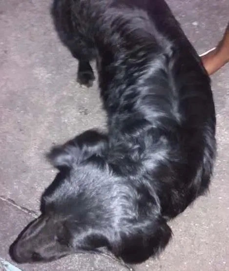 Cachorro ra a SRD idade 1 ano nome Veludo