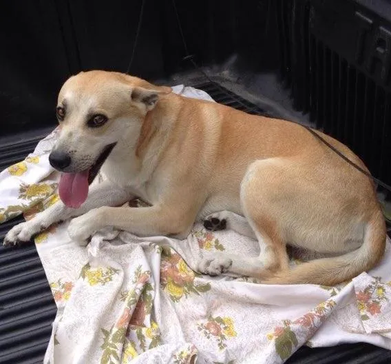 Cachorro ra a SRD idade 3 anos nome LUCKY