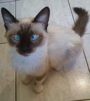 Gato raça SRD idade Abaixo de 2 meses nome Sem nome