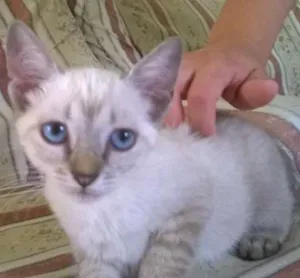 Gato raça SRD idade 2 a 6 meses nome Sem nome (Cajuzinho)