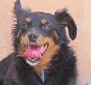Cachorro ra a  idade 1 ano nome PINGO PEQUENINO
