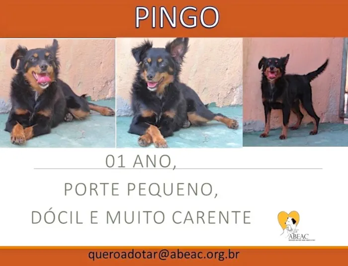Cachorro ra a  idade 1 ano nome PINGO PEQUENINO