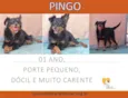 PINGO PEQUENINO