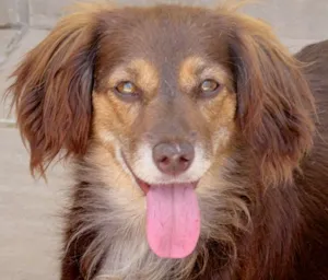 Cachorro raça  idade 4 anos nome NICOLE PEQUENA