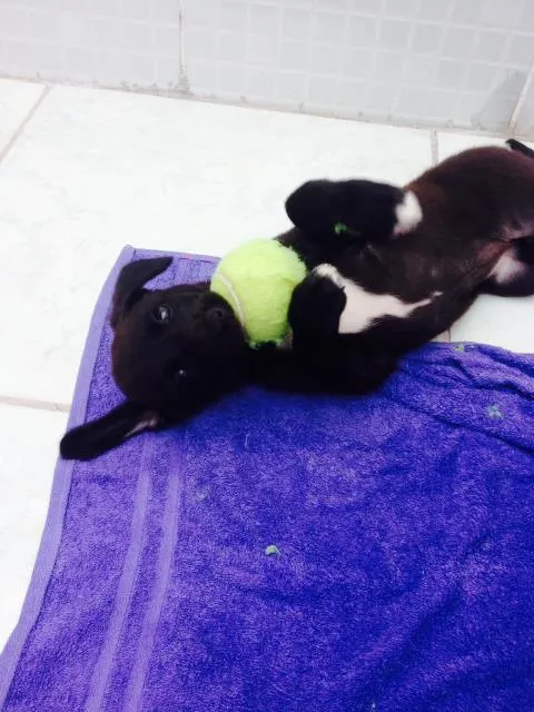 Cachorro raça Vira-lata idade 2 a 6 meses nome Vitoria 