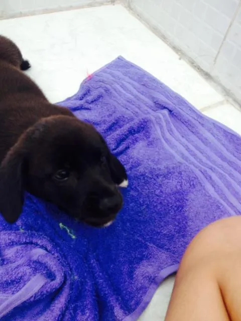 Cachorro raça Vira-lata idade 2 a 6 meses nome Vitoria 