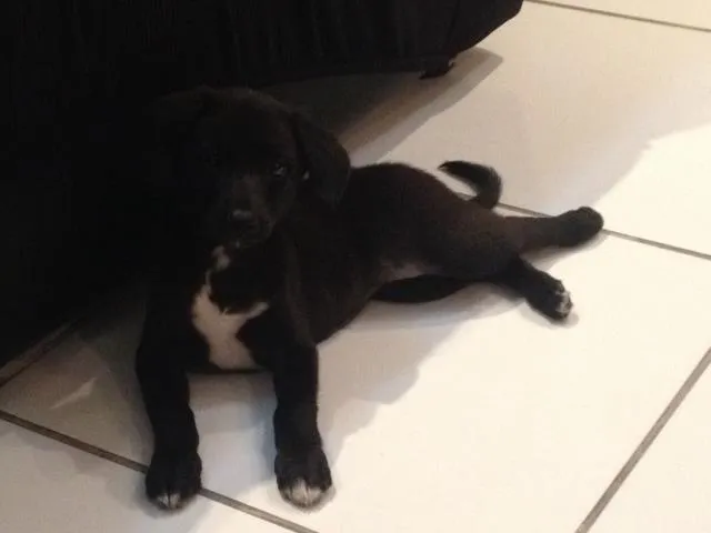 Cachorro raça Vira-lata idade 2 a 6 meses nome Vitoria 