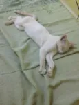 Não sei 