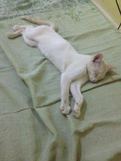 Gato ra a Não sei  idade 2 a 6 meses nome Não sei 