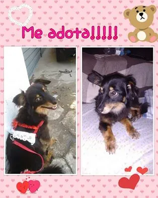 Cachorro ra a SRD idade 3 anos nome Cacau