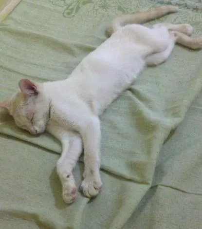 Gato ra a Não sei  idade 2 a 6 meses nome Não sei 