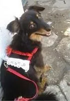 Cachorro raça SRD idade 3 anos nome Cacau