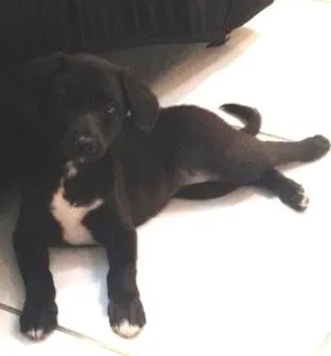 Cachorro raça Vira-lata idade 2 a 6 meses nome Vitoria 