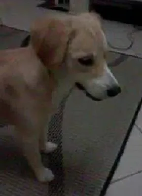 Cachorro ra a SRD idade 1 ano nome Manolo GRATIFICA