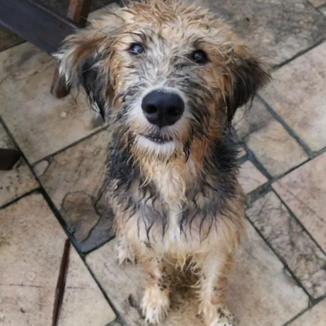 Cachorro ra a Vira lata idade 7 a 11 meses nome Sanduba