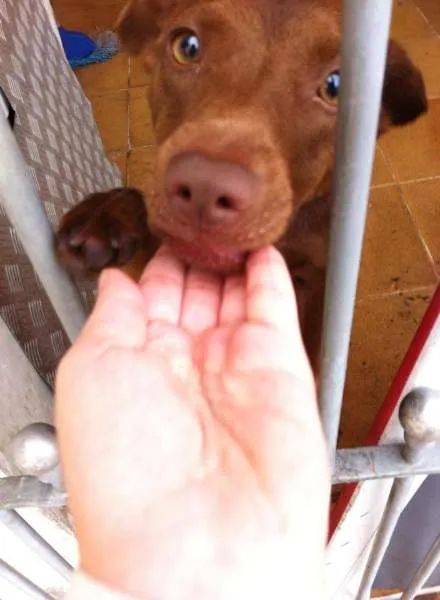 Cachorro ra a Vira-lata idade 7 a 11 meses nome Max